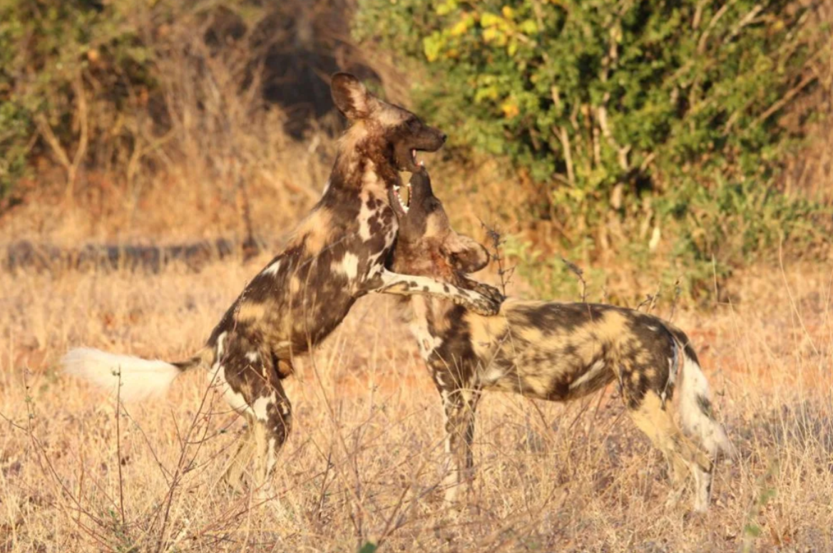 Great Guide Safaris Kennedy Fly Camp thumbnail 7